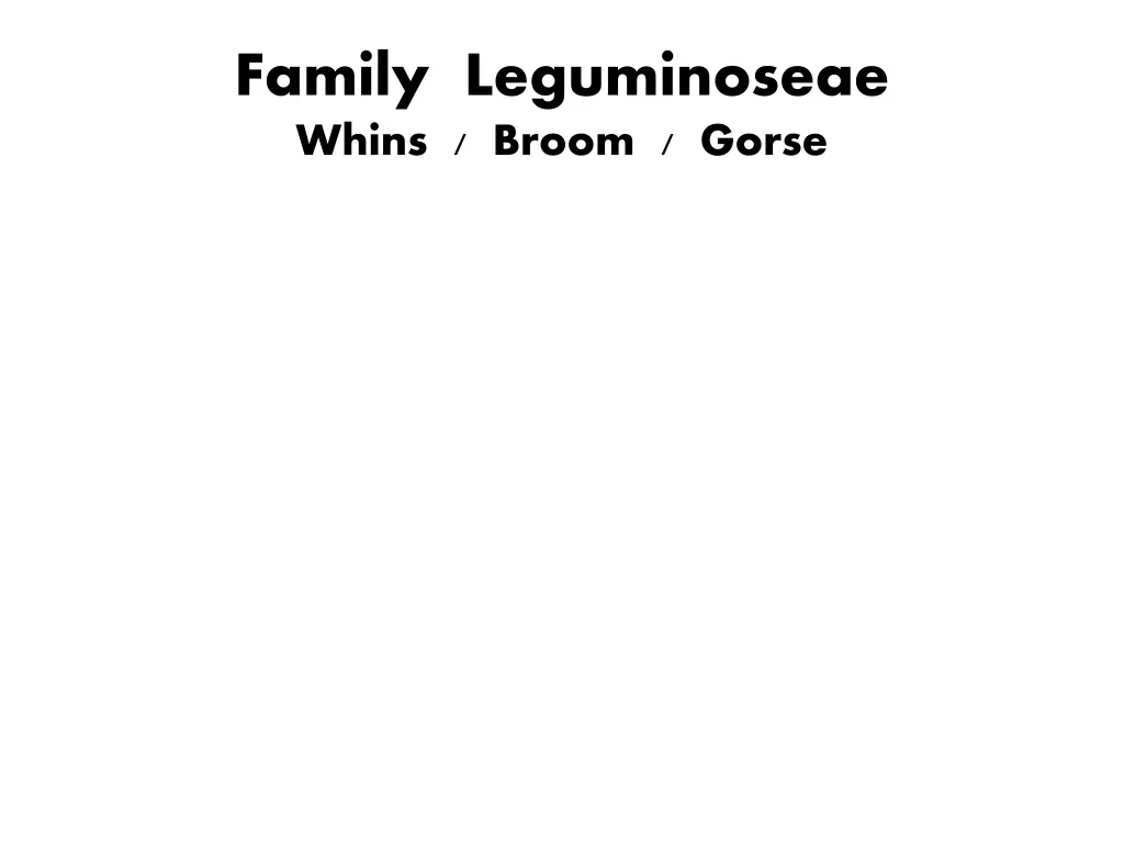 family leguminoseae whins broom gorse