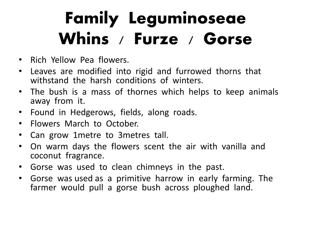 family leguminoseae whins furze gorse