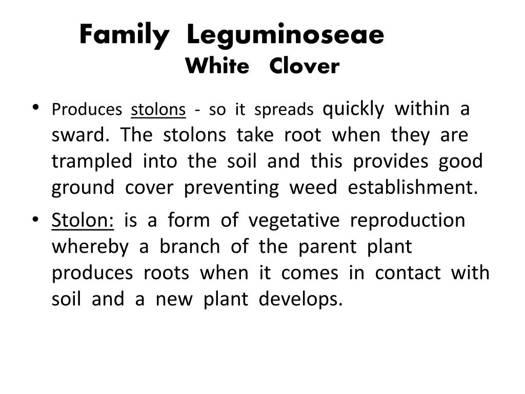 family leguminoseae white clover 1