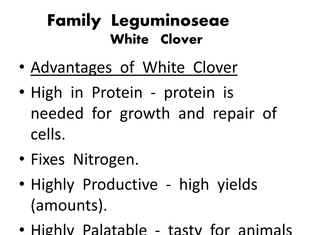 family leguminoseae white clover 2