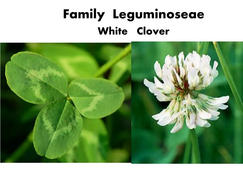 family leguminoseae white clover