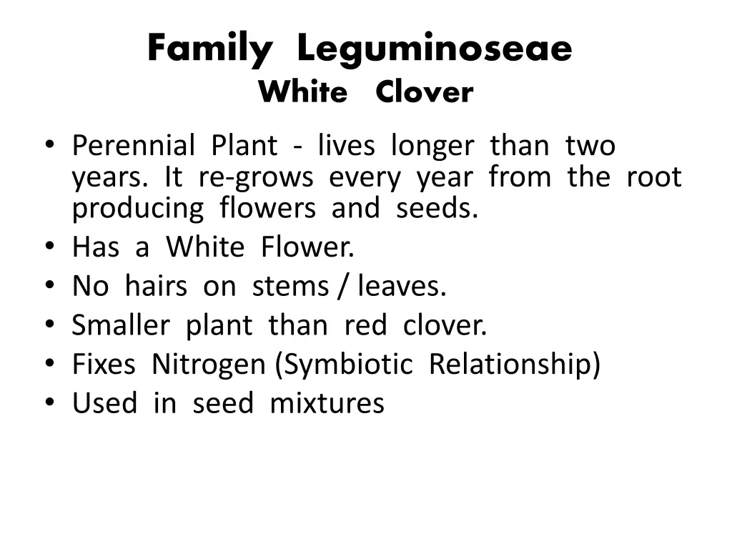 family leguminoseae white clover perennial plant