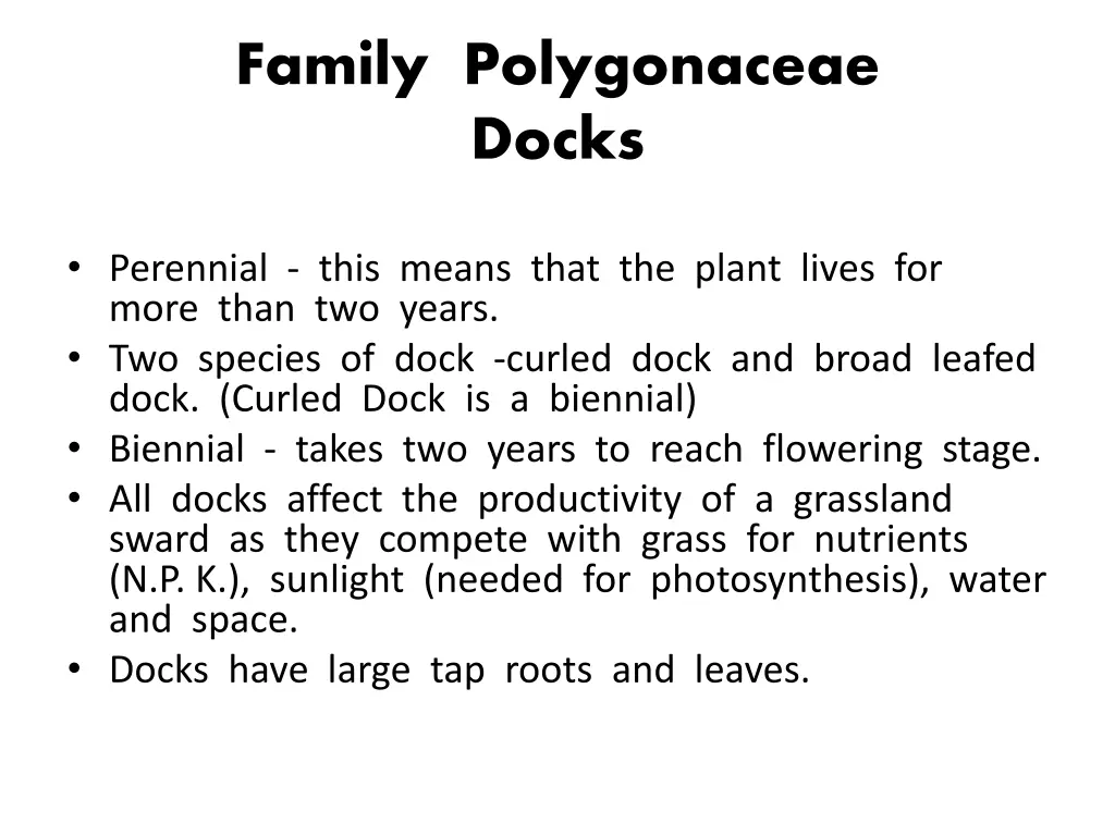 family polygonaceae docks