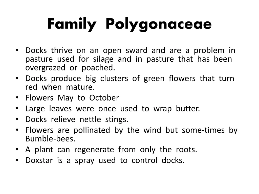 family polygonaceae