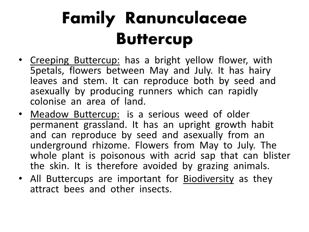 family ranunculaceae buttercup creeping buttercup