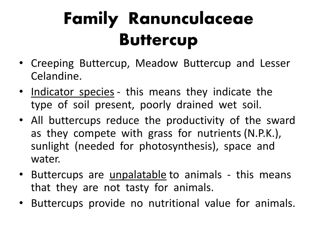 family ranunculaceae buttercup