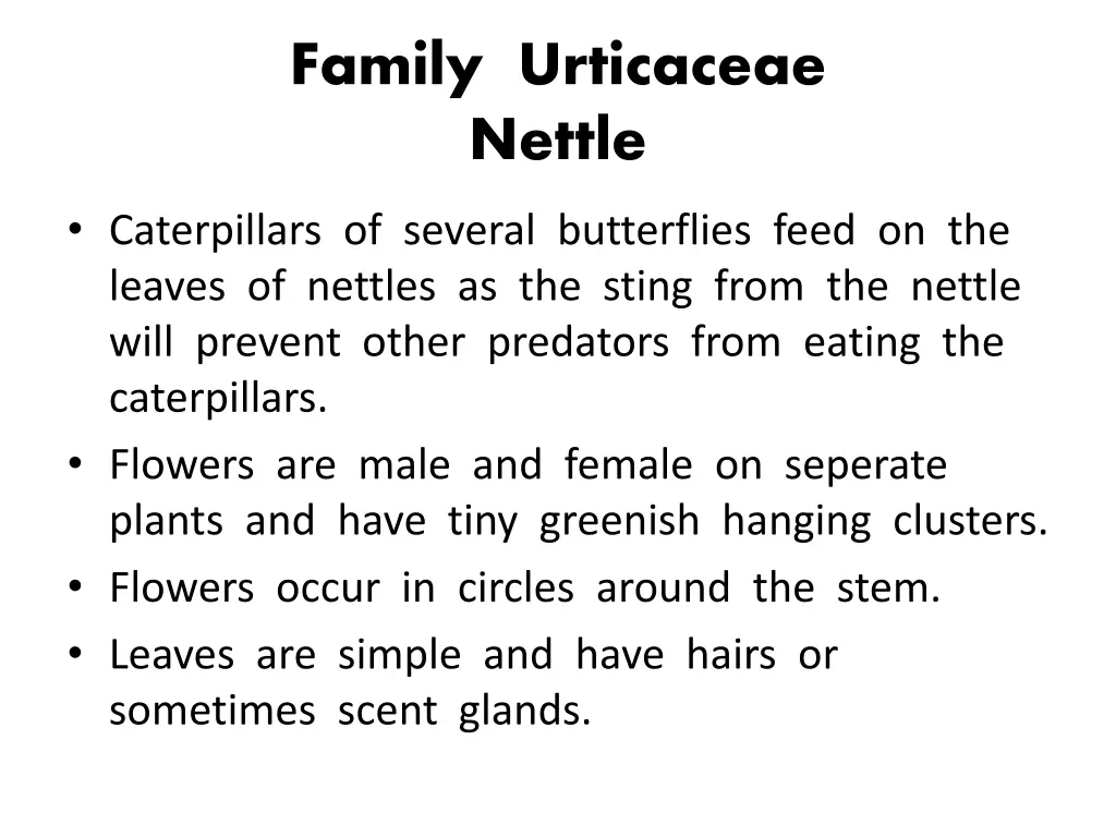 family urticaceae nettle 1