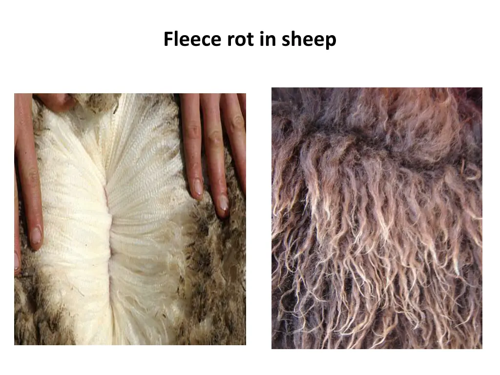 fleece rot in sheep