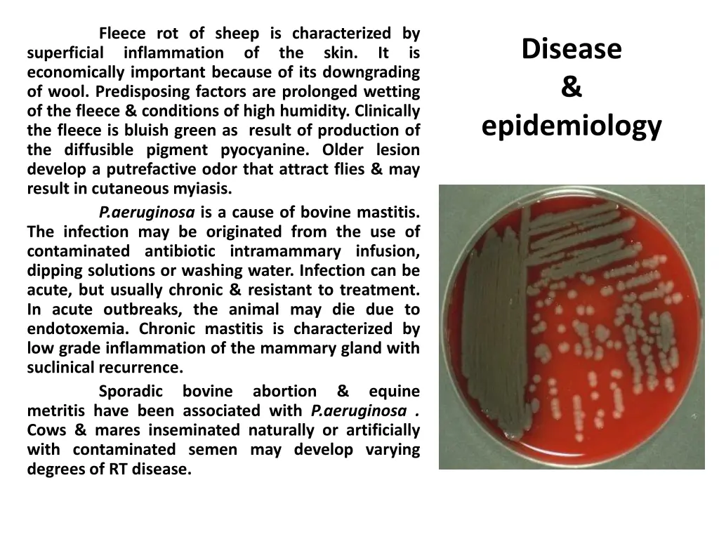 fleece rot of sheep is characterized