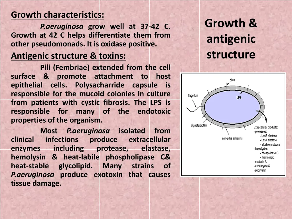 growth characteristics p aeruginosa grow well