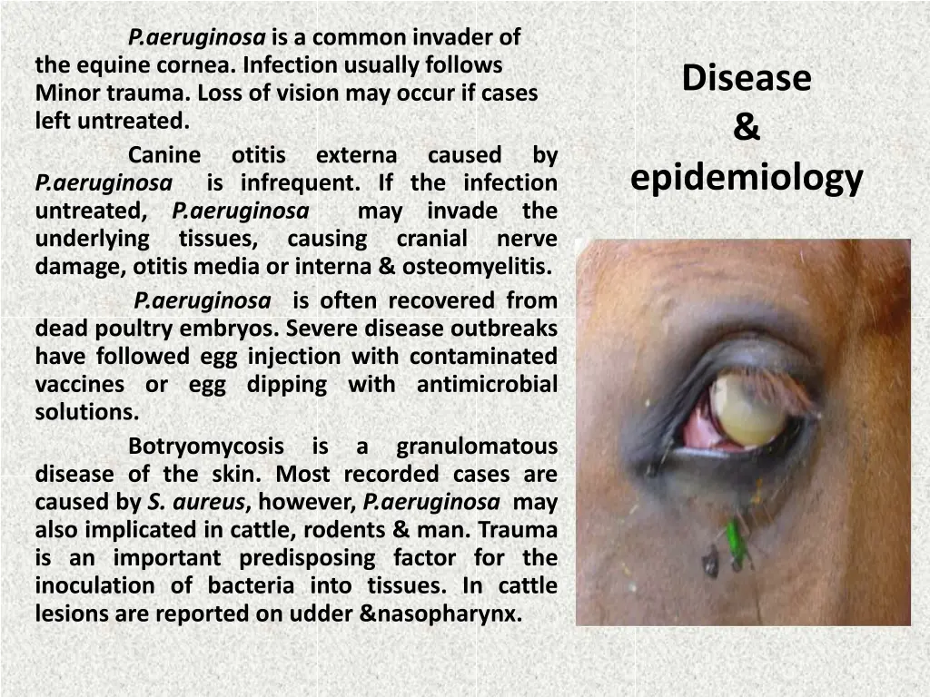 p aeruginosa is a common invader of the equine