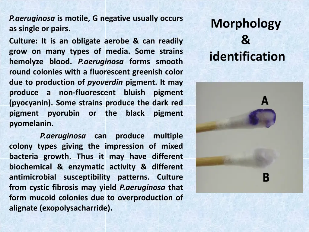 p aeruginosa is motile g negative usually occurs