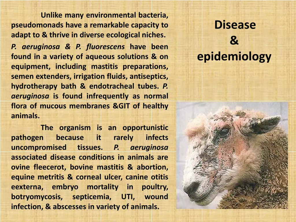 unlike many environmental bacteria pseudomonads