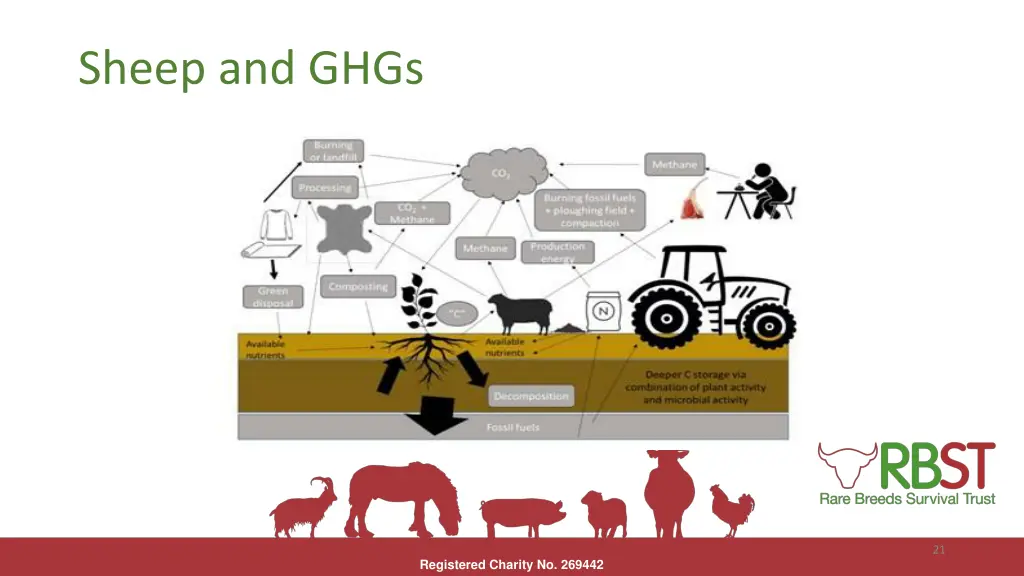 sheep and ghgs 1