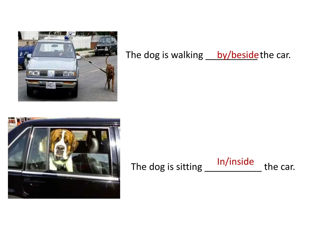 the dog is walking the car