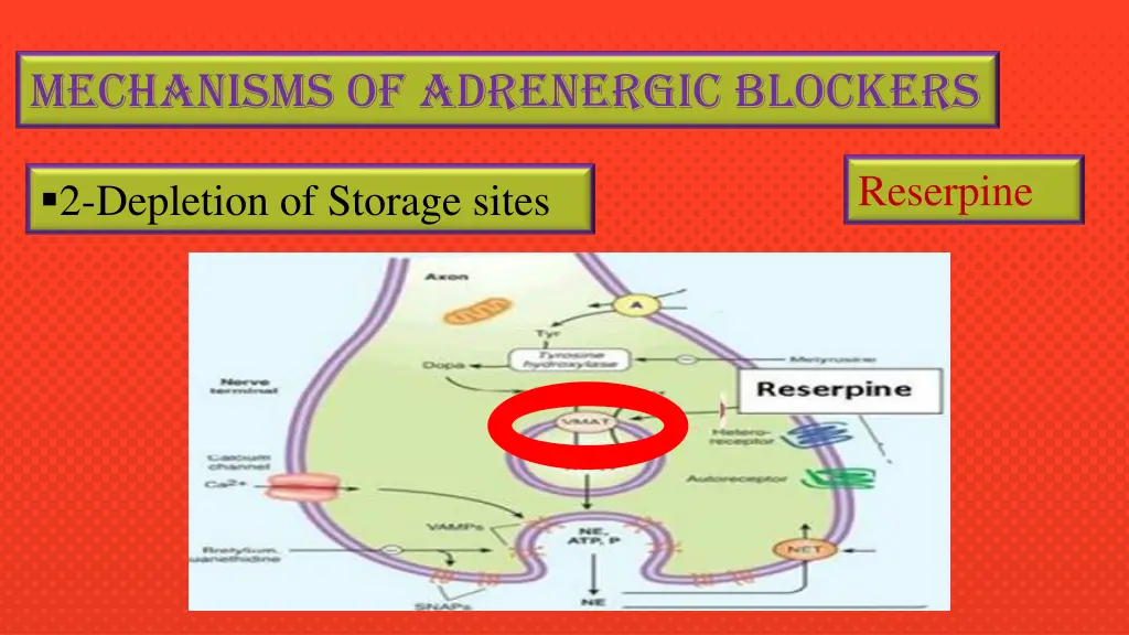 mechanisms of adrenergic blockers 1