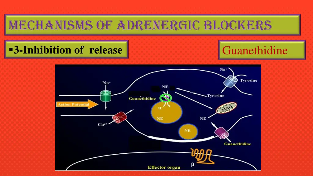 mechanisms of adrenergic blockers 2