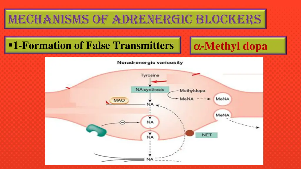 mechanisms of adrenergic blockers