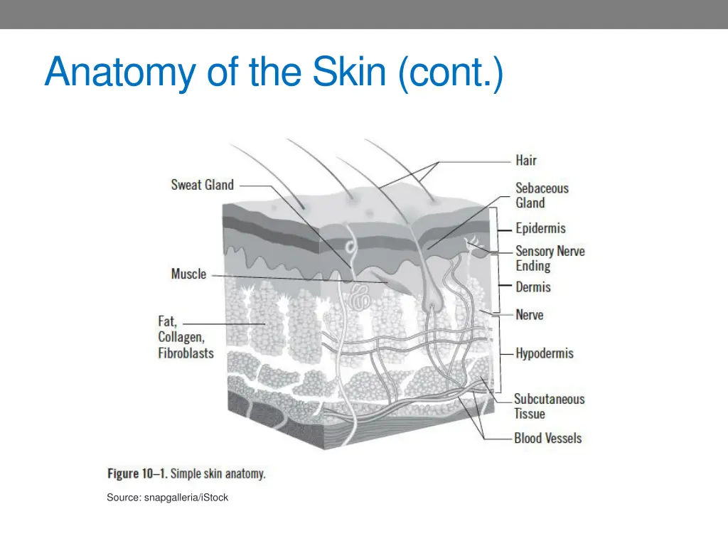 anatomy of the skin cont