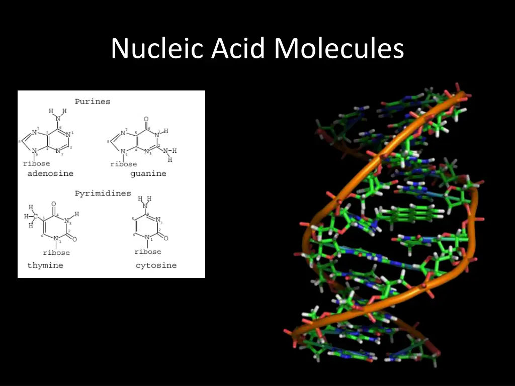 nucleic acid molecules