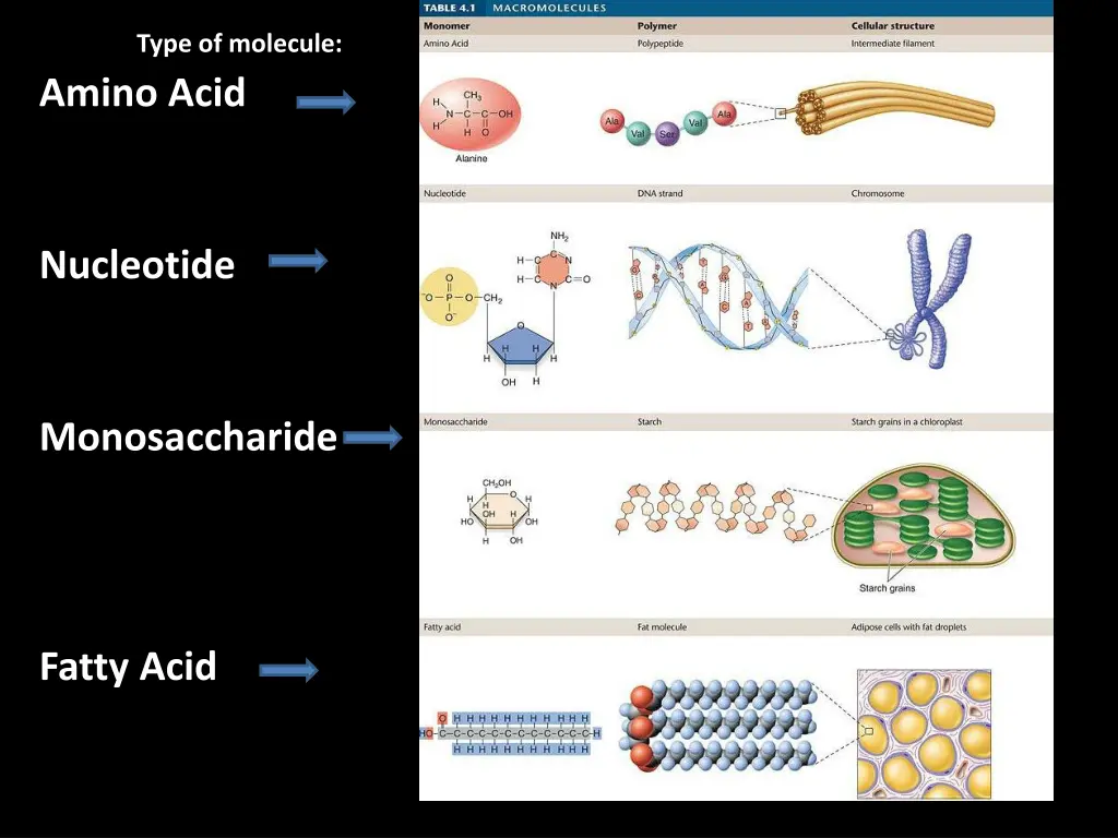 type of molecule amino acid