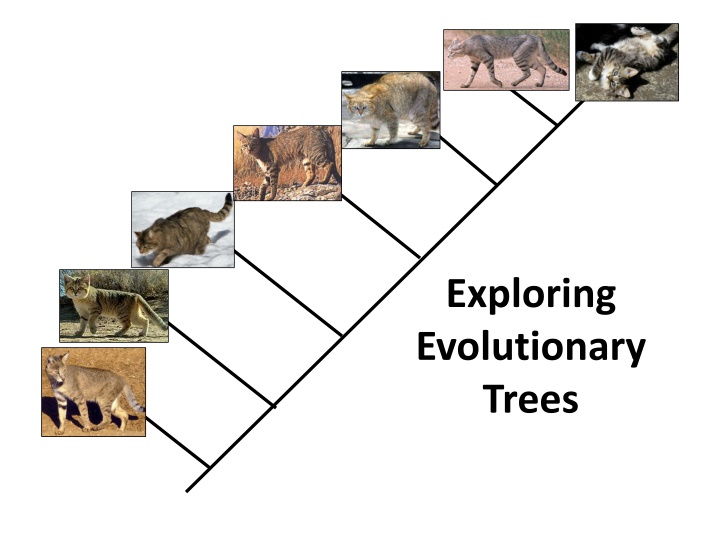 exploring evolutionary trees