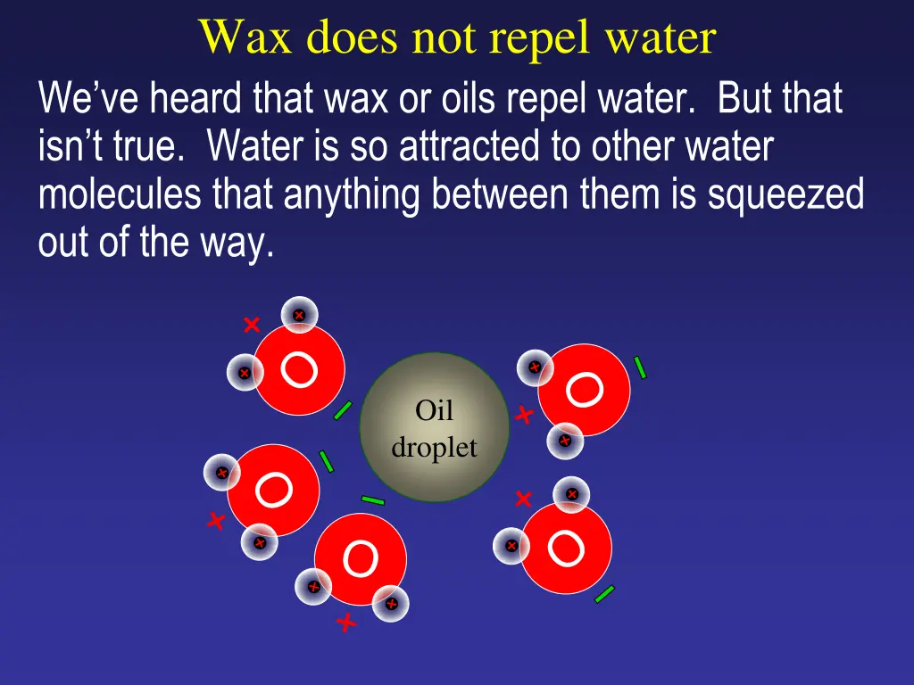 wax does not repel water we ve heard that