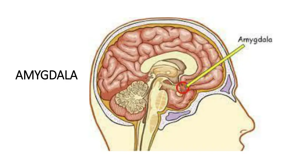 amygdala amygdala