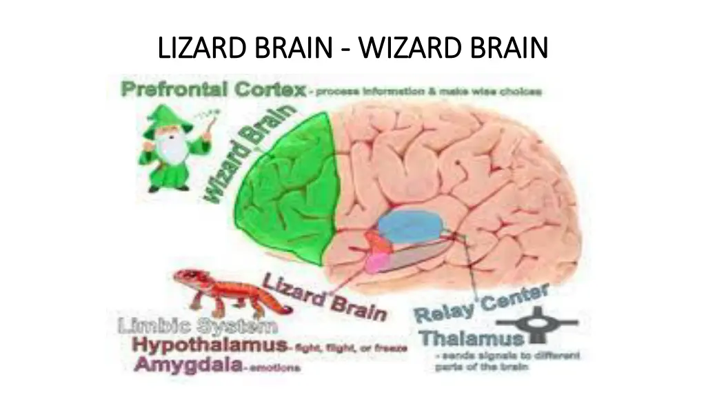 lizard brain lizard brain wizard brain