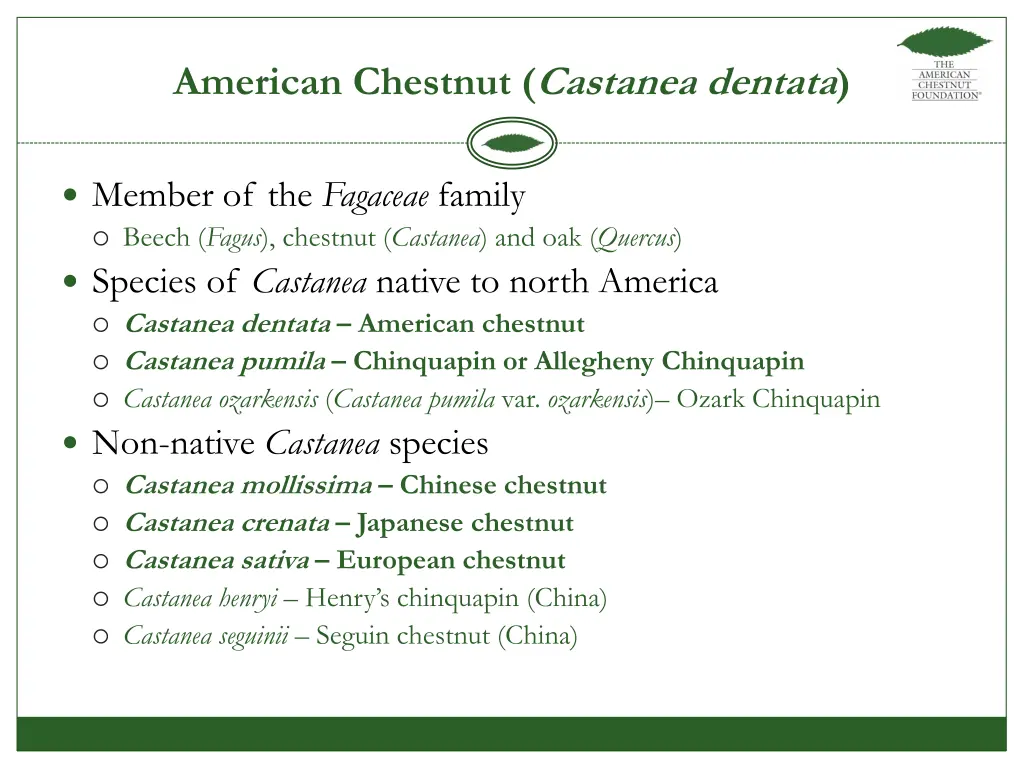 american chestnut castanea dentata