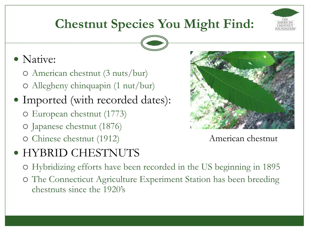 chestnut species you might find