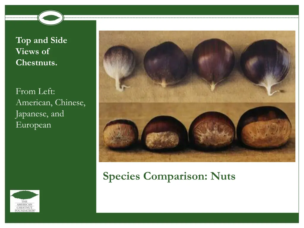 top and side views of chestnuts