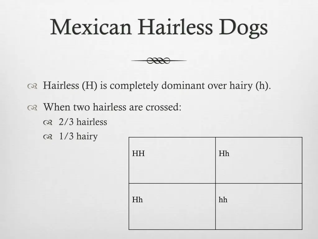 mexican hairless dogs 2