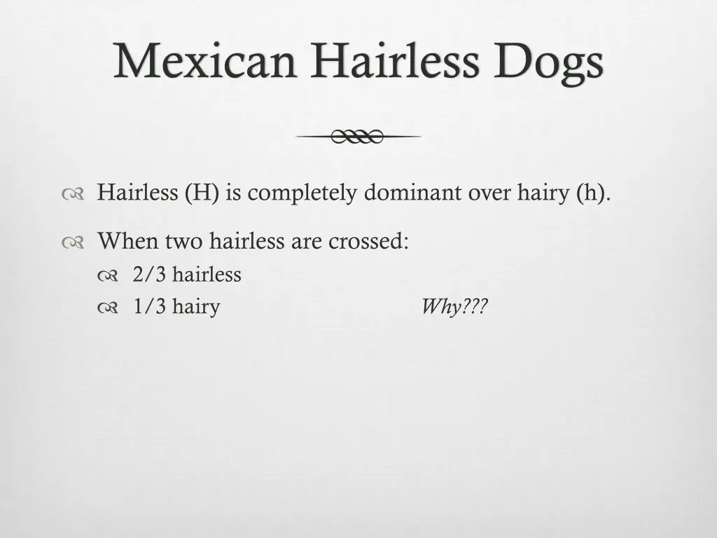 mexican hairless dogs