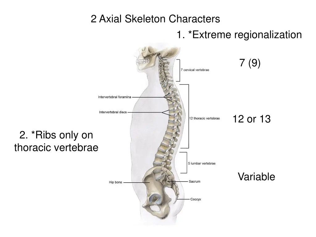 2 axial skeleton characters