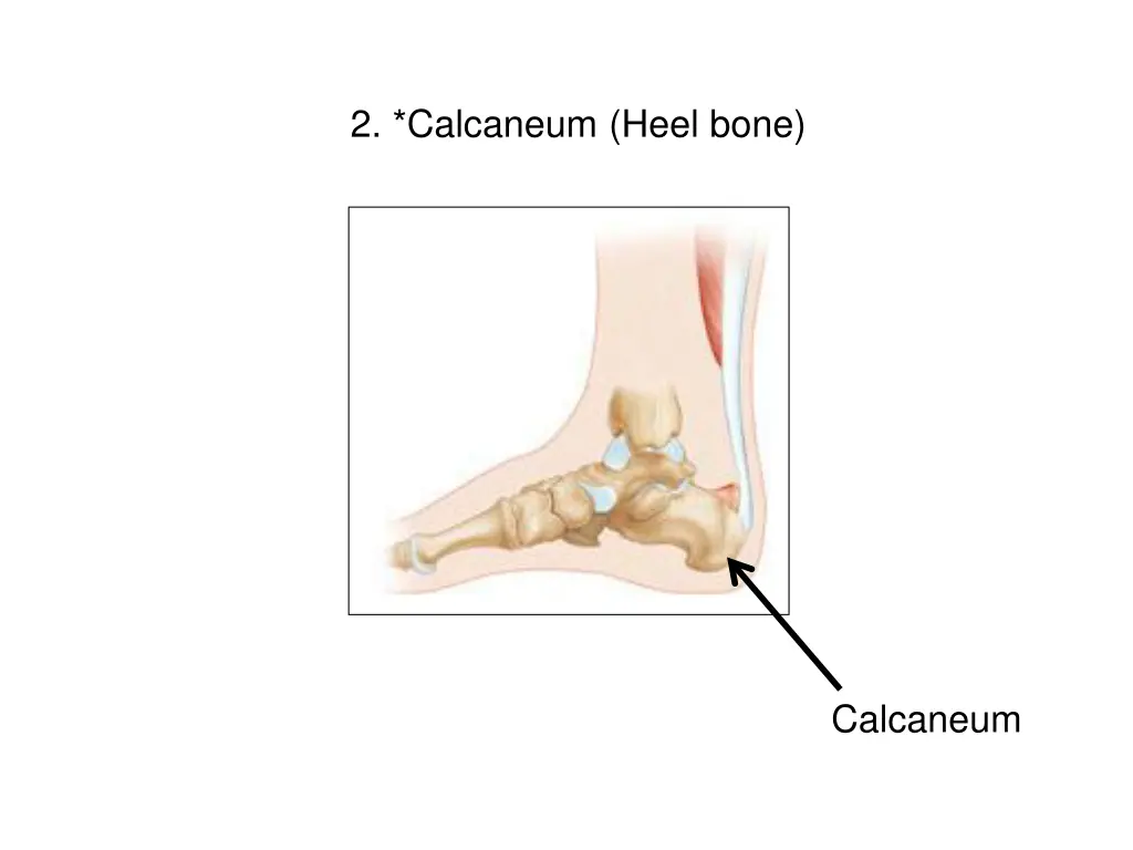 2 calcaneum heel bone