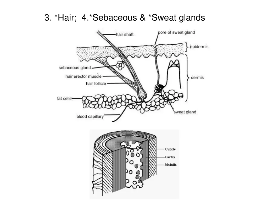 3 hair 4 sebaceous sweat glands