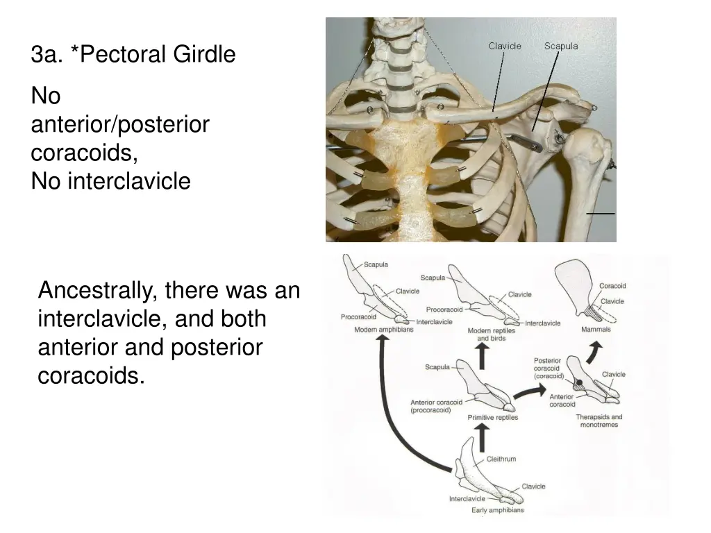 3a pectoral girdle