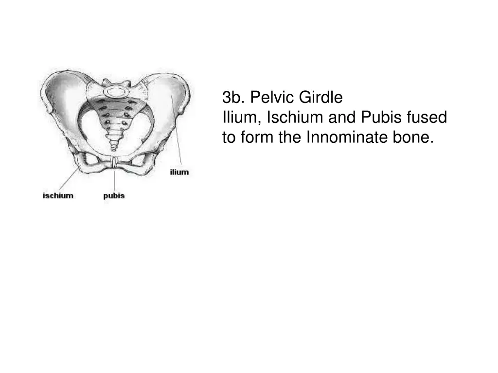 3b pelvic girdle ilium ischium and pubis fused