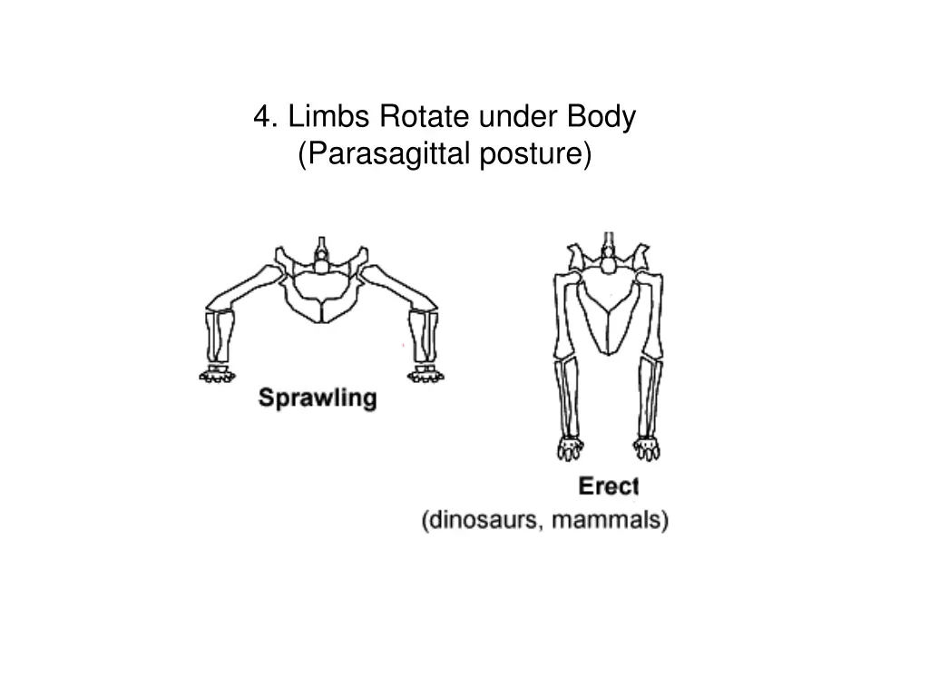 4 limbs rotate under body parasagittal posture