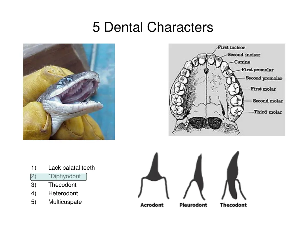 5 dental characters