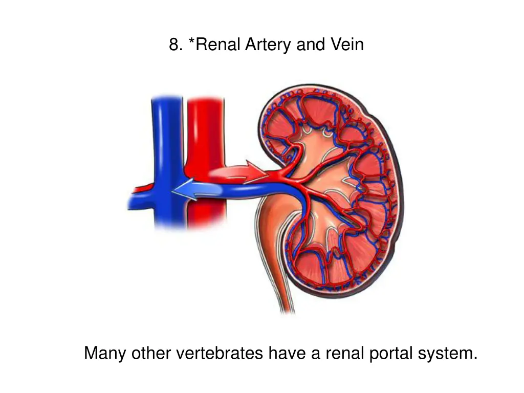 8 renal artery and vein