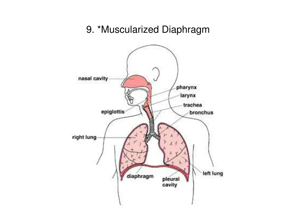 9 muscularized diaphragm