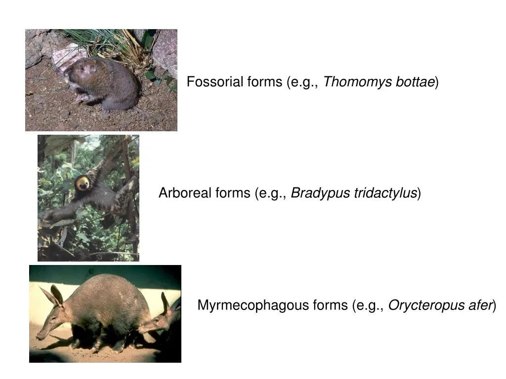 fossorial forms e g thomomys bottae