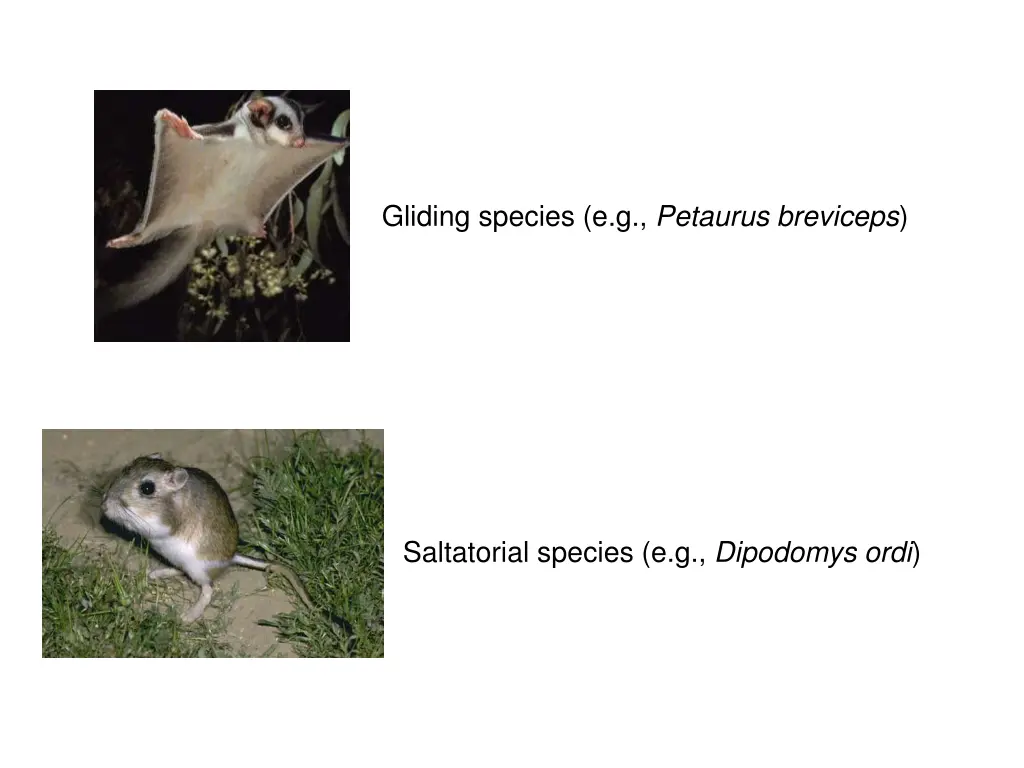 gliding species e g petaurus breviceps