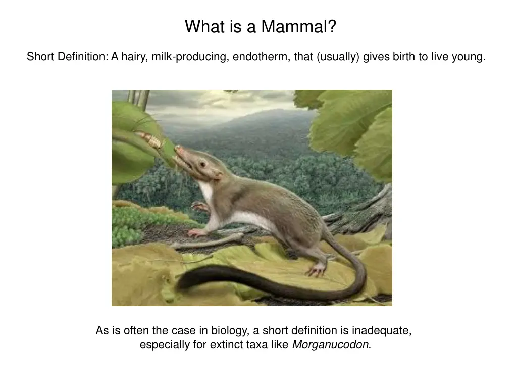 what is a mammal