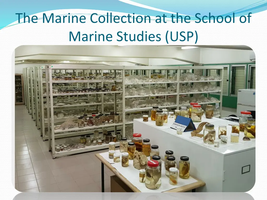 the marine collection at the school of marine