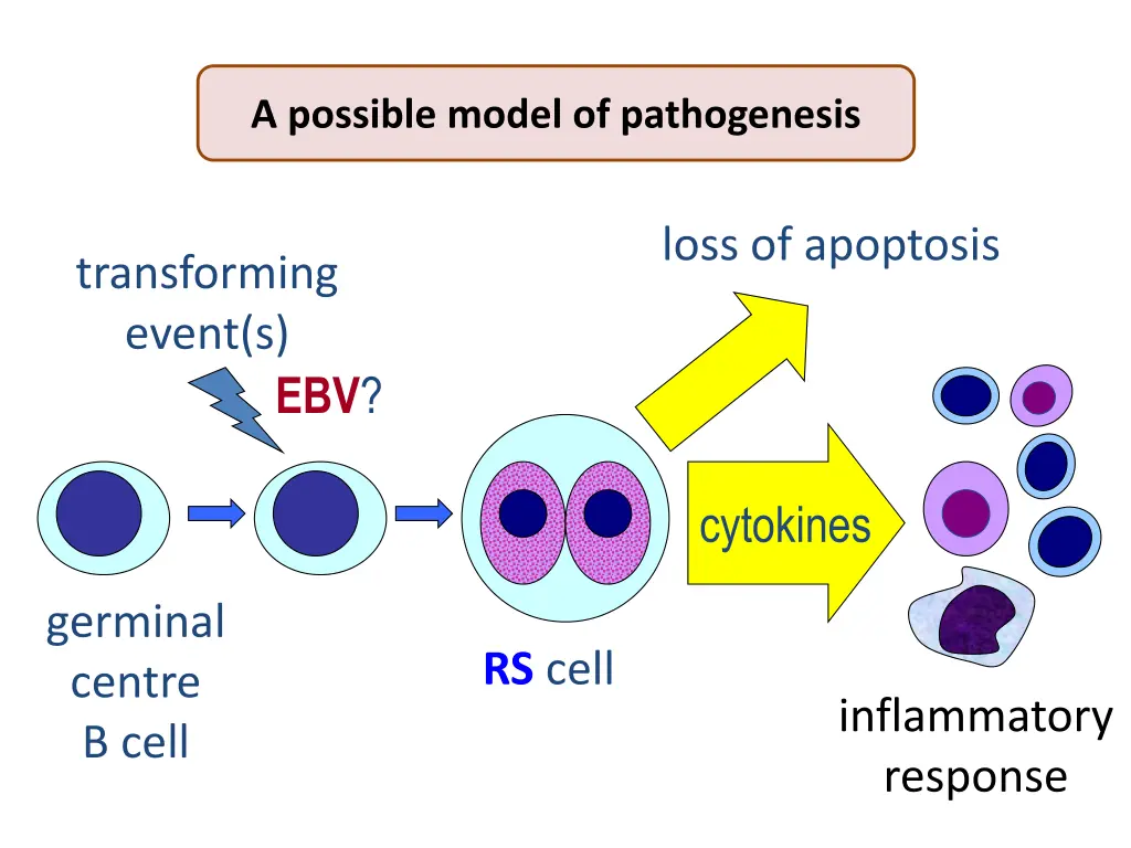 a possible model of pathogenesis