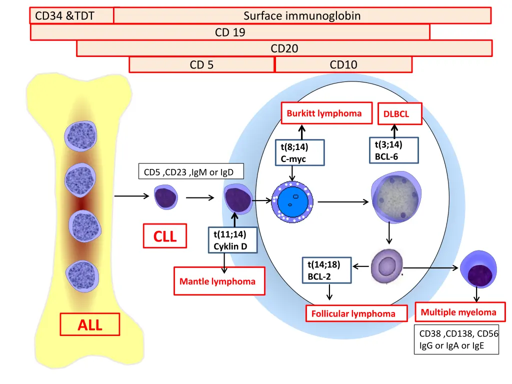 cd34 tdt 1