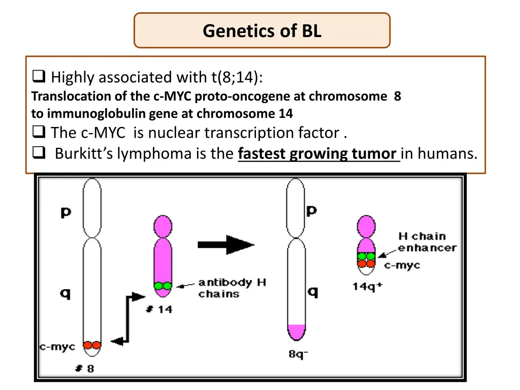 genetics of bl